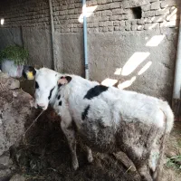 سمینتال