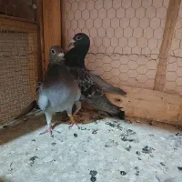 کبوتر پلاکی|پرنده|مبارکه, |دیوار