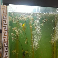 بچه ماهی انجل