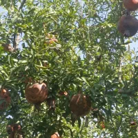 انارشیرین‌ملس|خوردنی و آشامیدنی|نگین شهر, |دیوار