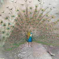 فروش یک عدد جوجه طاووس|حیوانات مزرعه|قیروکارزین, |دیوار