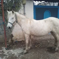 مادیان ۸سال ابستن