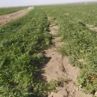 به تعدادی کارگر اتباع افغانی جهت کار شریکی کشاورزی