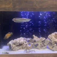 آکواریوم با ماهی