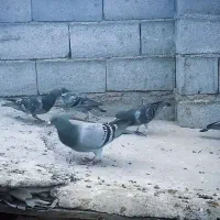 مسافتی|پرنده|گمیشان, |دیوار