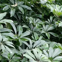 کاج اسباتی شفلورا برگ انجیری بابا آدم|گل و گیاه طبیعی|سلمان‌شهر, |دیوار