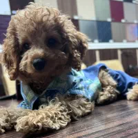 Toy poodle|سگ|مشهد, راهنمایی|دیوار