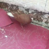 یک جفت کبوتر دم سفیدنرزرداوسرخ قلدورمست