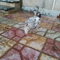 سلام مرغ تخم گذرار|حیوانات مزرعه|برازجان, |دیوار