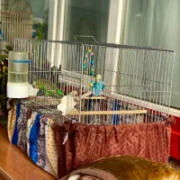 مرغ عشق|پرنده|اردبیل, |دیوار