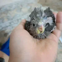 جوجه عروس هلندی