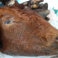 کله پاچه بز در خورموج