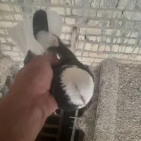 جوجه ابلغ گمشده