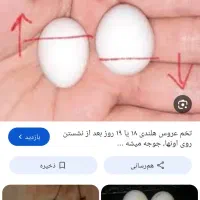 عروس هلندی