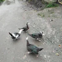 فروش اردک اسرائیلی نروماده|حیوانات مزرعه|املش, |دیوار