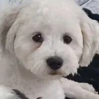 سگ شیتزو پودل واگذاری