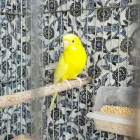مرغ عشق|پرنده|سمنان, |دیوار