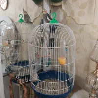 عروس هلندی نر