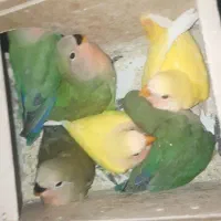 طوطی برزیلی