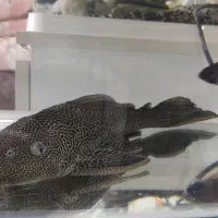 کتفیش بزرگ سالم و سرحال|ماهی|برخوار, |دیوار