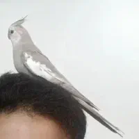 پرنده عروس هلندی