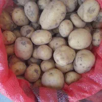 سیب زمینی دامی