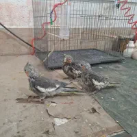 طوطی عروس یکماه