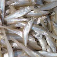 تورماهیگیری جاروفی کنارساحل دریا و راهبند رودخانه|ماهیگیری|بوشهر, |دیوار