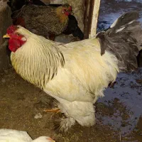 فروش خروس برهما سنگین وزن