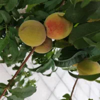 باغ در وهن آباد|فروش زمین و ملک کلنگی|رباط‌کریم, وهن آباد|دیوار