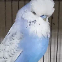 مرغ عشق انگلیسی نر