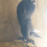 بادکنکی ابومریم.پلاکی.خال دم.شهری.اصفهانی