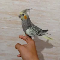 عروس هلندی دستی نر|پرنده|شیراز, کیان شهر|دیوار