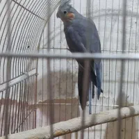 هلندی|پرنده|مسجد سلیمان, |دیوار