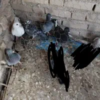 جوجه نر