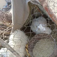 بز محلی.اوست