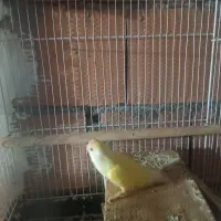 طوطی برزیلی ماده|پرنده|نکا, |دیوار