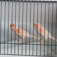 فروشگاه پرندگان زینتی. قناری. فنچ، طوطی.