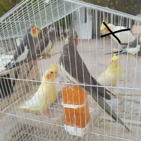 فروش عروس هلندی