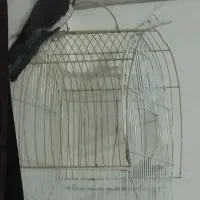 یک عدد عروس هلندی نر