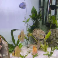 ۴تاماهی دیسکس