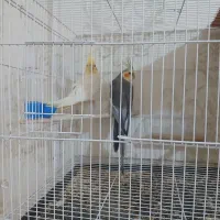 جفت عروس تخم دار