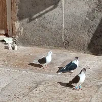 15عدد رنگی|پرنده|شوش, |دیوار