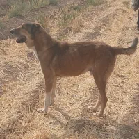 سگ خراسانی|سگ|اسفراین, |دیوار