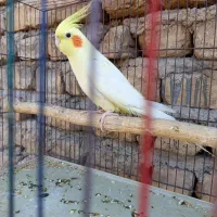 عروس هلندی نر|پرنده|قرچک, مهدیه|دیوار