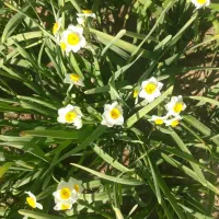 پیاز گل نرگس نهال زرشک قهستان نهال عناب نهالستان|عمدهفروشی|اصفهان, کوی شهید کشوری|دیوار