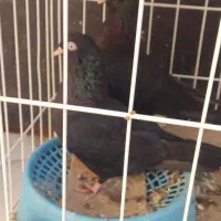 زاغ هندی عروسک