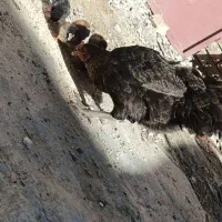 مرغ کرچ با 5 جوجه|حیوانات مزرعه|سراوان, |دیوار