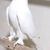 کبوتر سفید ماده پاپر گمشده