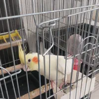 عروس هلندی ماده سرحال ۵تخم به شرط لوتینو نژادارمنی